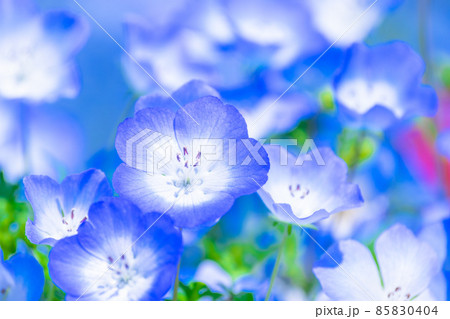 ネモフィラ 85830404