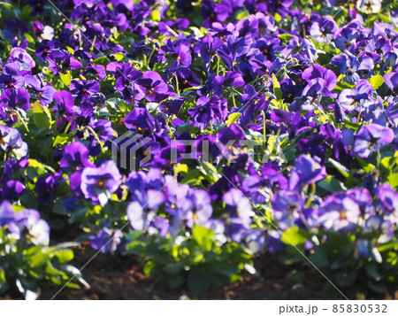 紫色のパンジー 85830532