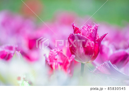 フリンジ咲きのチューリップ 85830545