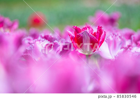フリンジ咲きのチューリップ フリンジ咲きのチューリップ 85830546