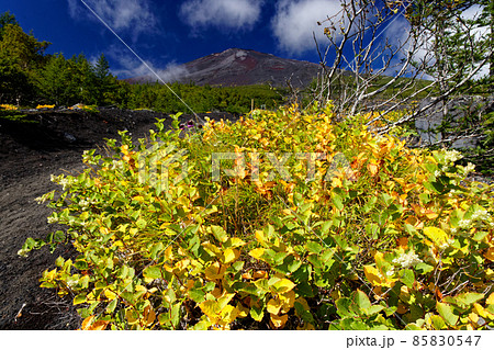 須走登山道のオンタデの黄葉と富士山山頂を望む 85830547