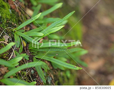 ノキシノブのアップ 85830605