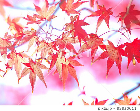 モミジの紅葉の背景素材 85830611