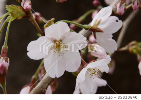 サクラ サクラ 85830840