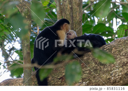 コスタリカのマヌエル・アントニオで発見したノドジロオマキザル 85831116