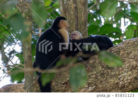 コスタリカのマヌエル・アントニオで発見したノドジロオマキザル 85831123