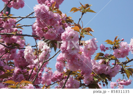 八重桜 八重桜 85831135