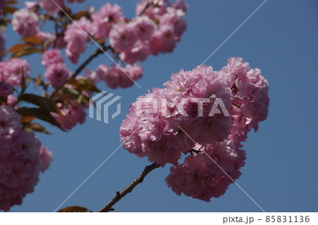 八重桜 八重桜 85831136