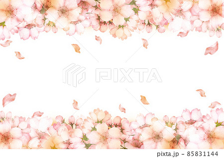 水彩の桜の花のフレーム　上下 85831144