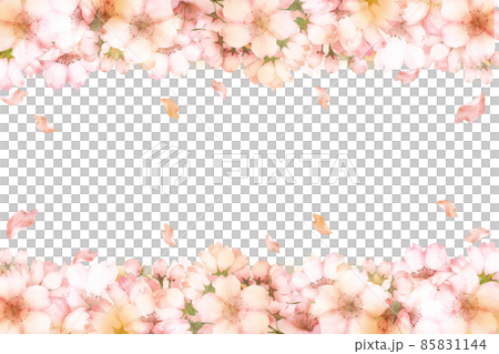 水彩の桜の花のフレーム　上下 85831144