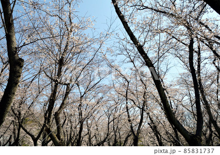 春の公園、晴天の桜並木 春の公園、晴天の桜並木 85831737