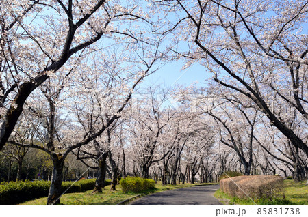 春の公園、晴天の桜並木 85831738