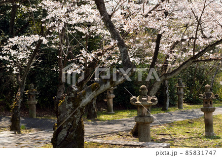 日本の春、両脇に石灯篭が並ぶ小道と花が咲いた桜並木 85831747