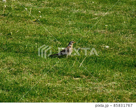 ノルウェー　フログネル公園　ノハラツグミ 85831767