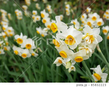 冬に咲く天草の水仙 (熊本県上天草市維和島) 冬に咲く天草の水仙 (熊本県上天草市維和島) 85832223