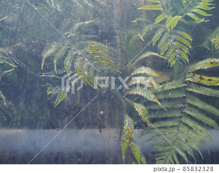 温室の中のシダ植物 温室の中のシダ植物 85832328