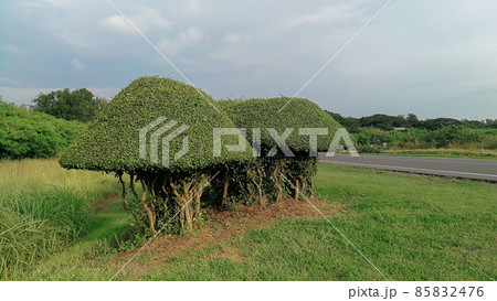 France, Bush, Boxwood, Landscaped, Hedge 85832476