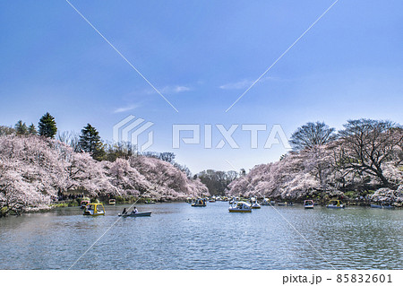 東京都　井の頭公園　井の頭池　満開の桜 85832601