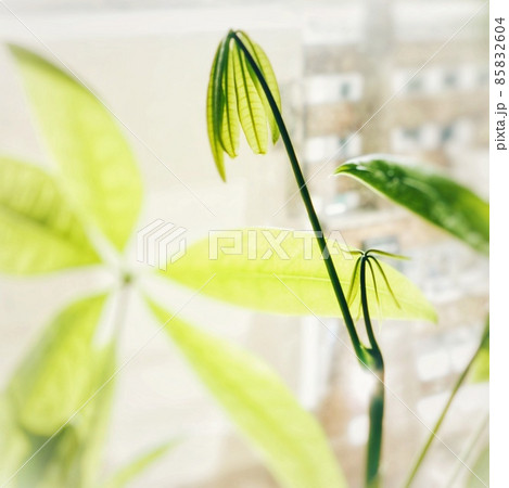 緑 植物 パキラ 芽 緑 植物 パキラ 芽 85832604