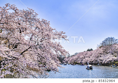 東京都　井の頭公園　井の頭池　満開の桜 85832964