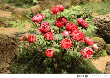 ボタン ボタン 85832989