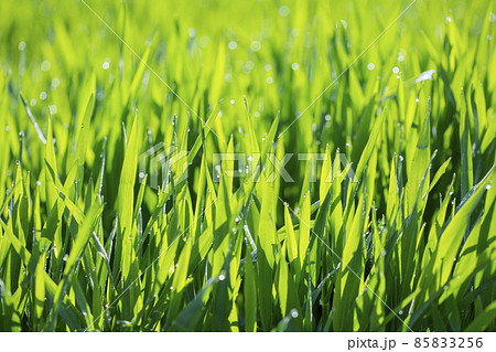 大麦若葉と朝露 85833256