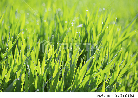 大麦若葉と朝露 85833262