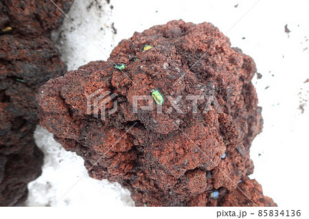 富士山の昆虫たち　残雪期の溶岩に甲虫 85834136