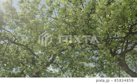 apple tree in late sprink or early summer 85834859