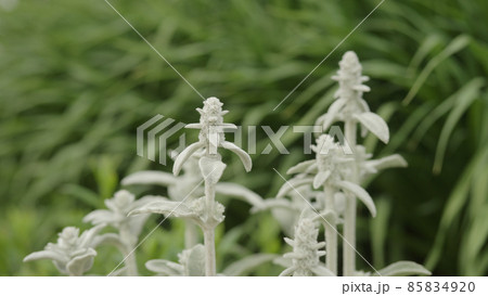 Stachys Byzantine close up photo 85834920