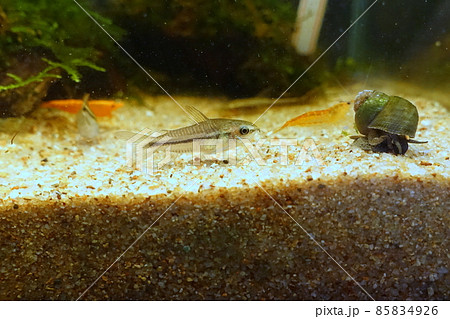 小型魚水槽 コリドラスピグミー ヒメタニシ 小型魚水槽 コリドラスピグミー ヒメタニシ 85834926