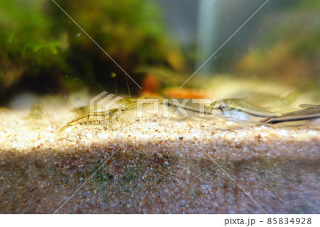 小型魚水槽 コリドラスピグミー ミナミヌマエビ 小型魚水槽 コリドラスピグミー ミナミヌマエビ 85834928