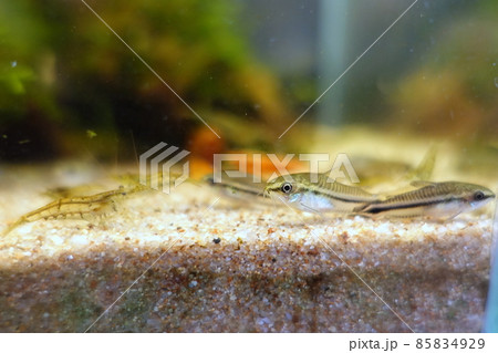 小型魚水槽　コリドラスピグミー　ミナミヌマエビ 85834929