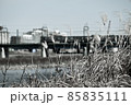 寒中散歩風景　銀残し、輝く枯れすすき　鉄橋を渡る電車　流れる多摩川　遠くのマンション　東京郊外の風景 85835111