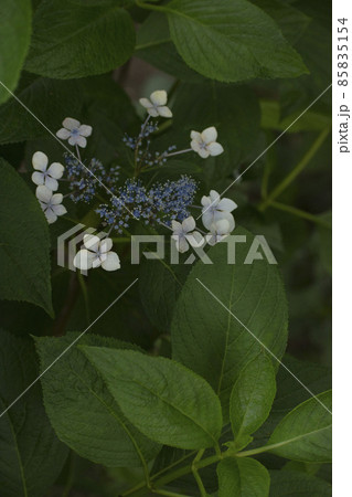 雨粒に濡れる道端に咲く紫陽花 85835154