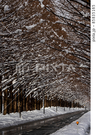 滋賀県　高島市　雪景色のメタセコイア並木 85835165