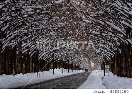 滋賀県　高島市　雪景色のメタセコイア並木 85835166