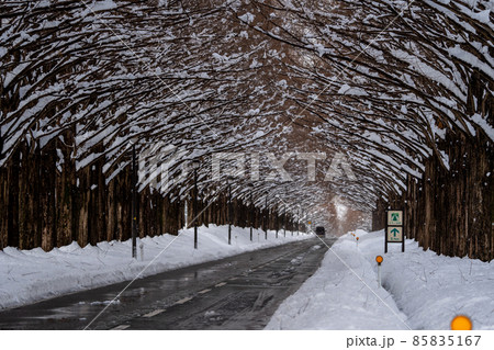 滋賀県　高島市　雪景色のメタセコイア並木 85835167