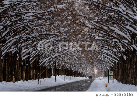 滋賀県　高島市　雪景色のメタセコイア並木 85835168