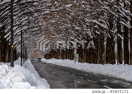 滋賀県　高島市　雪景色のメタセコイア並木 85835171