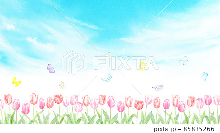 青空とチューリップ畑とチョウチョ　春の風景　水彩イラスト　 85835266