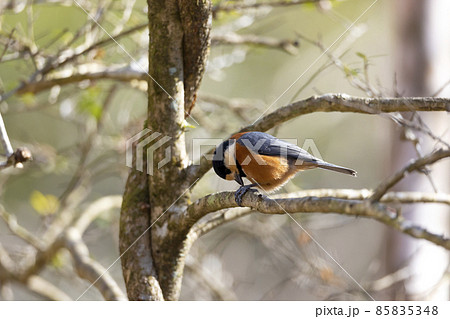 ヤマガラ ヤマガラ 85835348