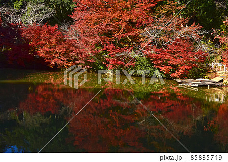 佐賀県　武雄市　嬉野温泉近辺の紅葉 85835749
