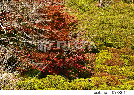 佐賀県　武雄市　嬉野温泉近辺の紅葉 85836119