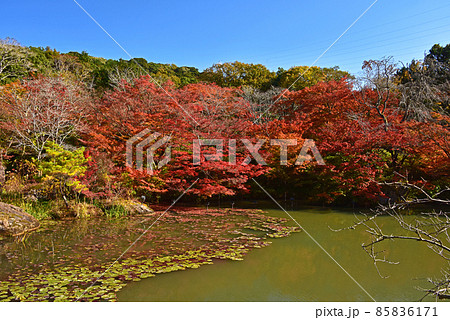 佐賀県　武雄市　嬉野温泉近辺の紅葉 85836171