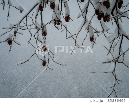 雪が積もる柿の木 85836465