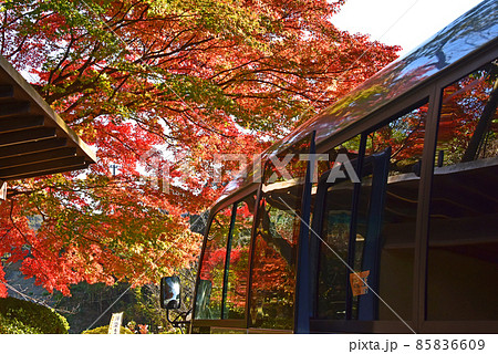 佐賀県　武雄市　嬉野温泉近辺の紅葉 85836609