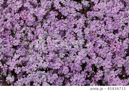 芝桜 芝桜 85836715