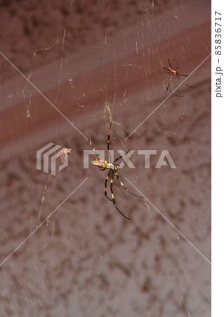 ジョロウグモ03 85836717