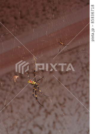ジョロウグモ04 ジョロウグモ04 85836718